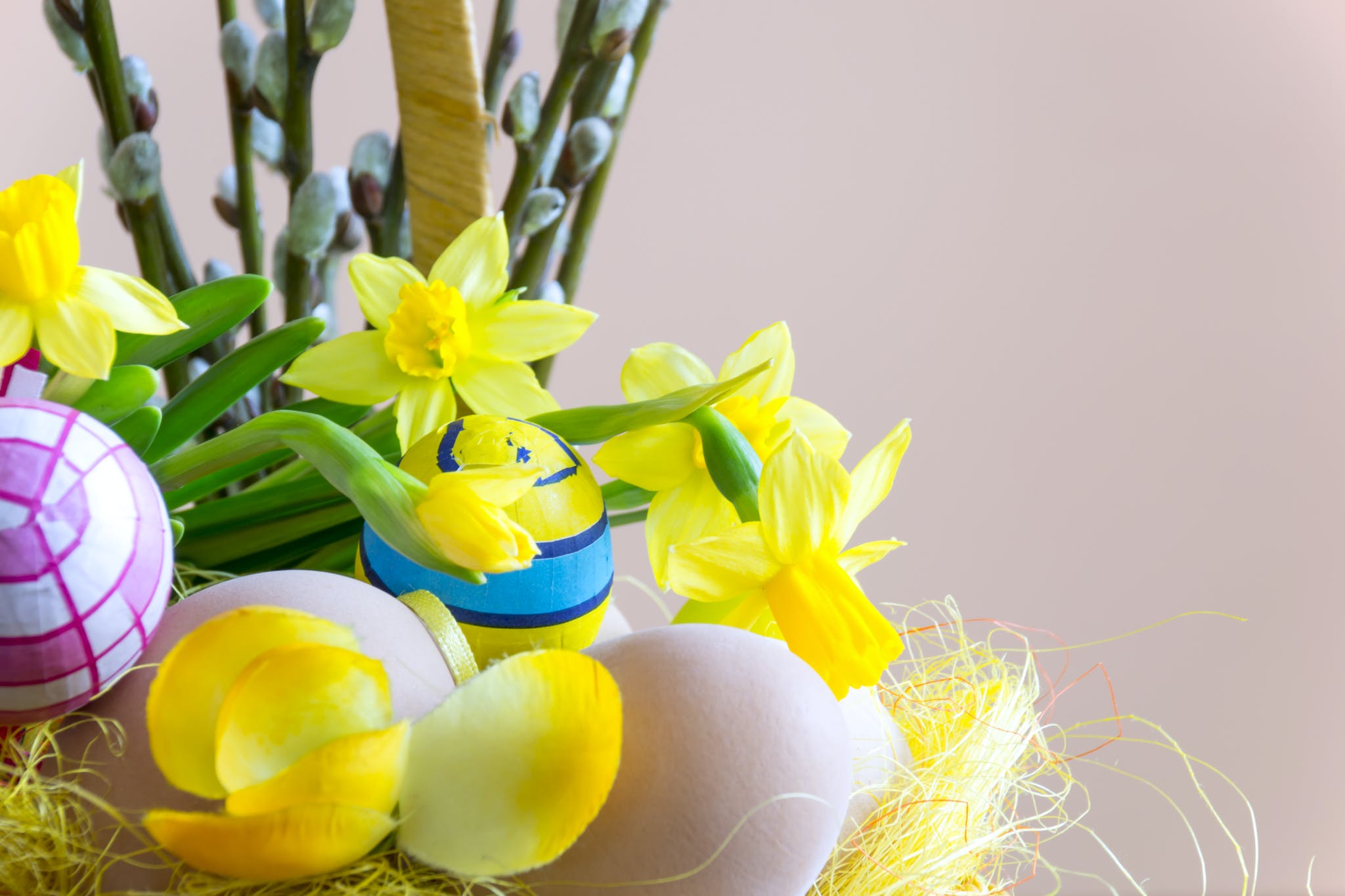 Close-up Photography of Yellow Daffodil Flowers